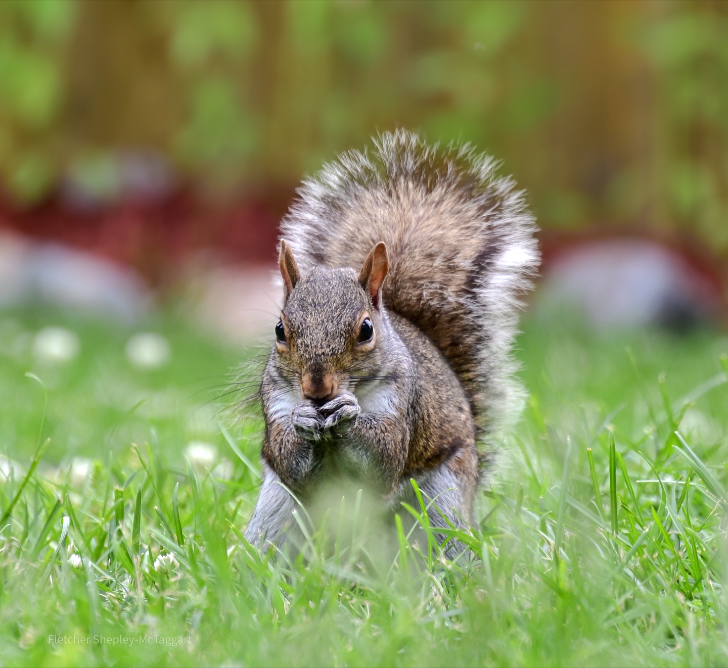 A small ground-dwelling mammal peers across layered stone at close range.