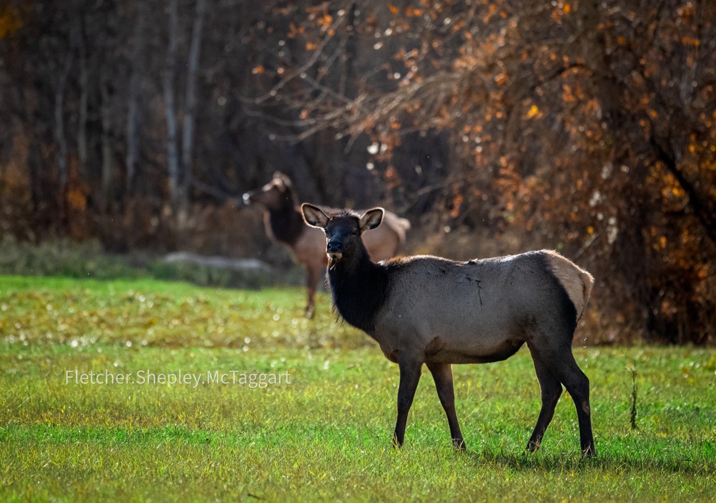 Elk move through an autumn meadow in warm backlight.
