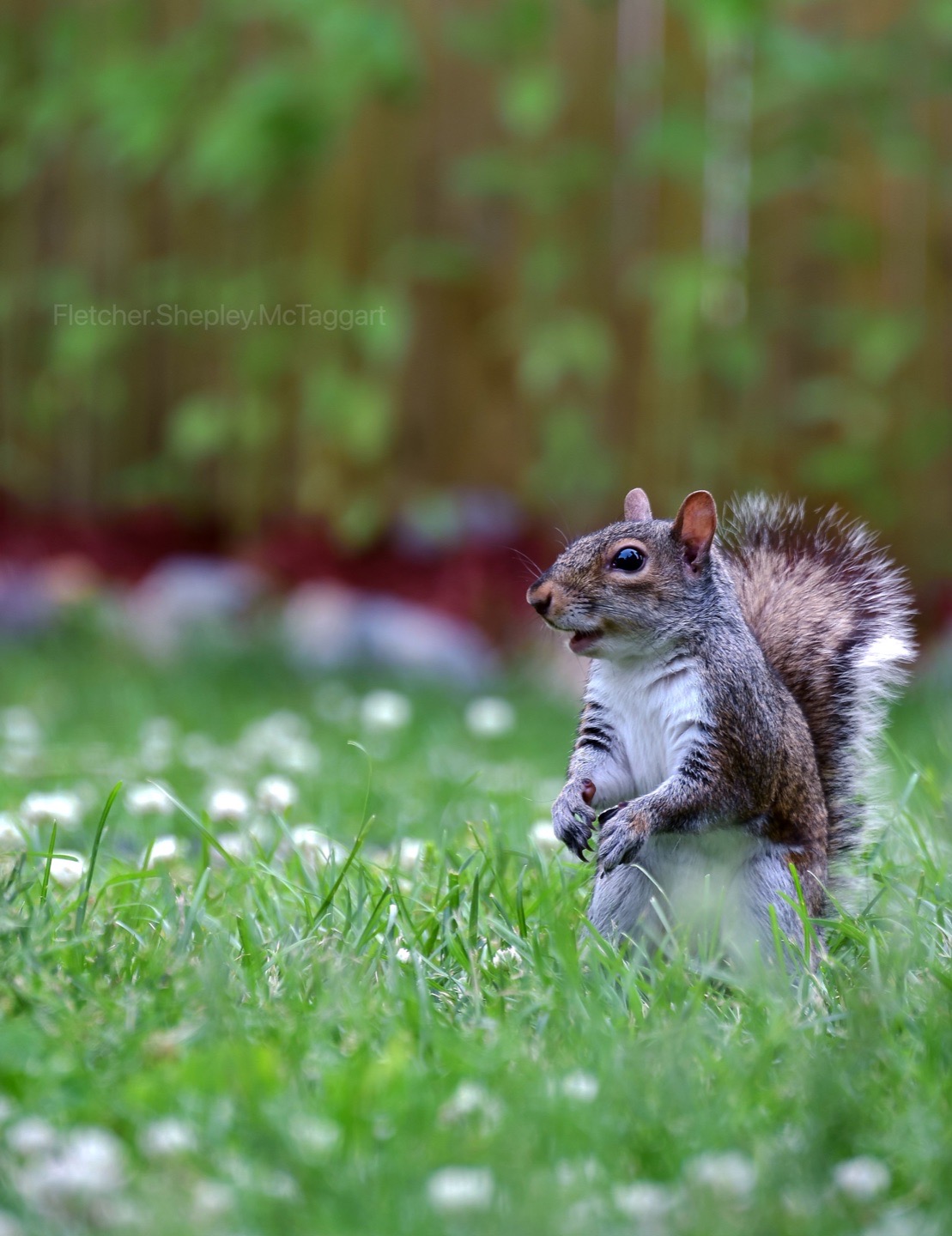 A squirrel sits in clover in calm side profile.