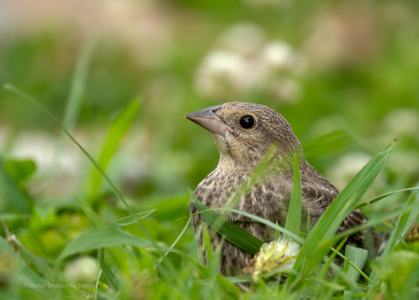 A young bird rests low in summer grass.