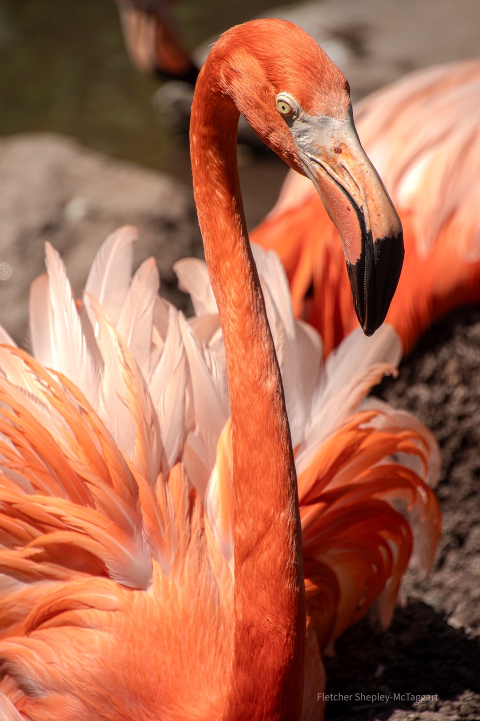 A flamingo fills the frame in a saturated close portrait.