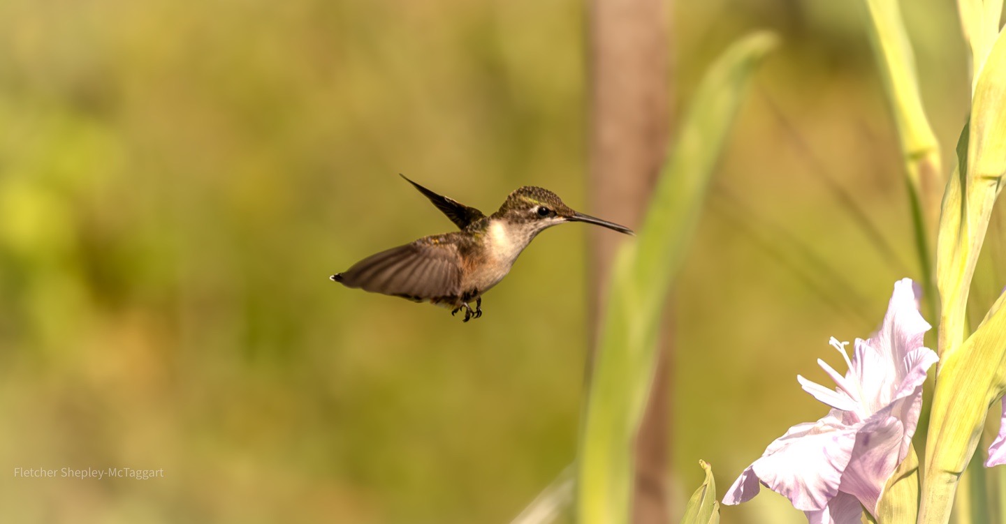 A hummingbird in flight approaches a pale flower.