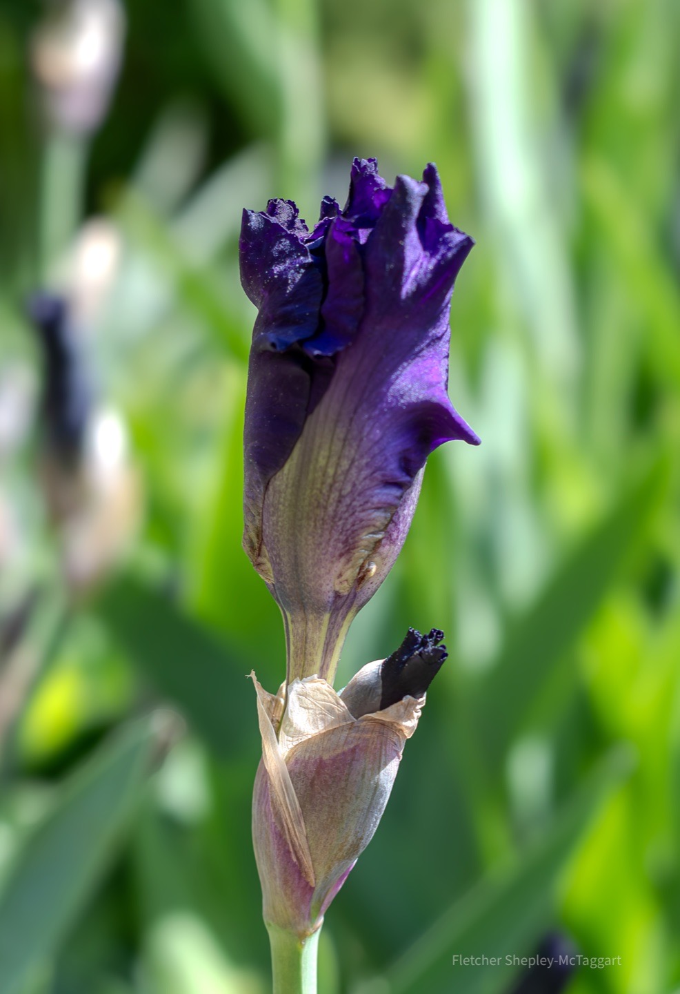 An iris bud holds a restrained shape among green stems.