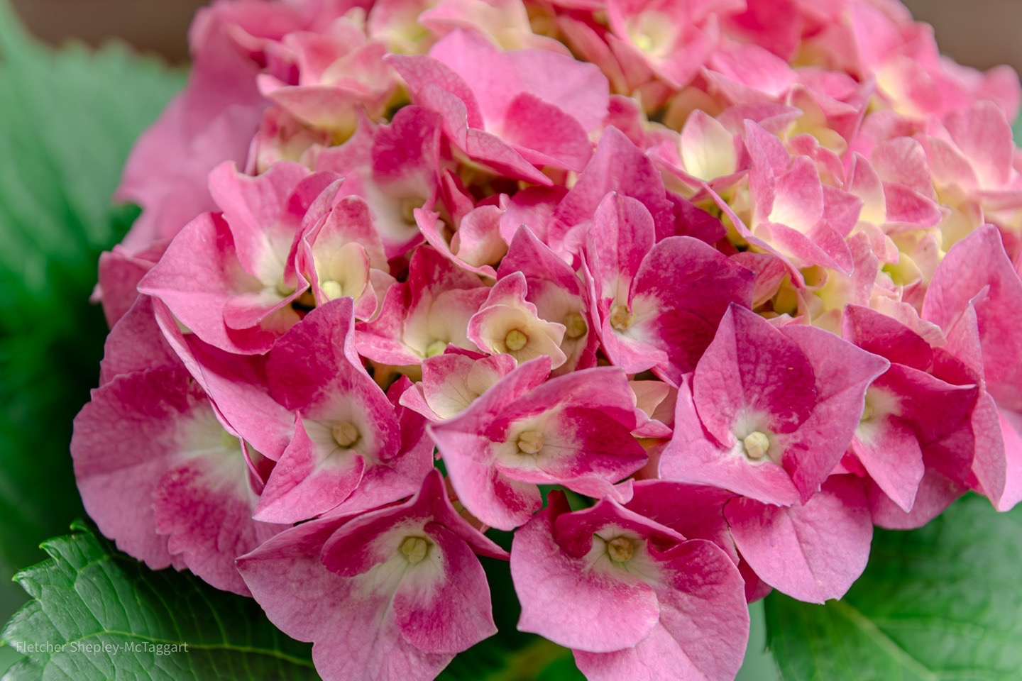 Soft pink hydrangea blossoms form a close, layered field of color.