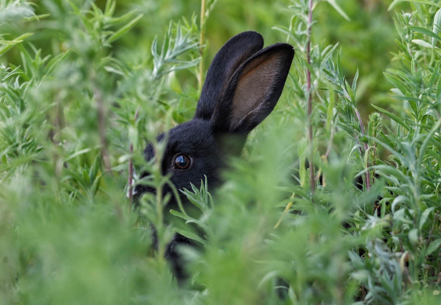 A black rabbit peers through tall green plants at close range.