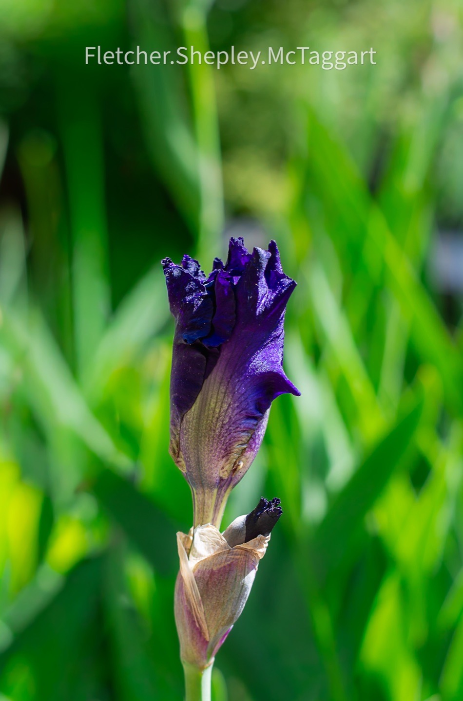 A deep purple iris bud rises against green leaves.