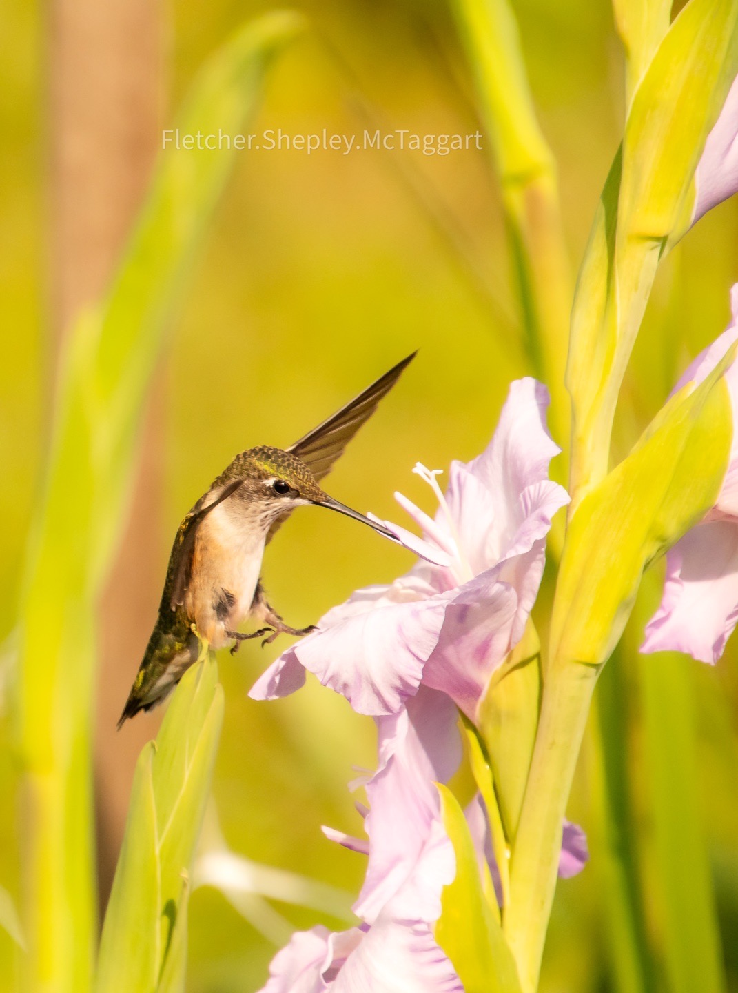 A hummingbird feeds at a pale flower in a close vertical study.
