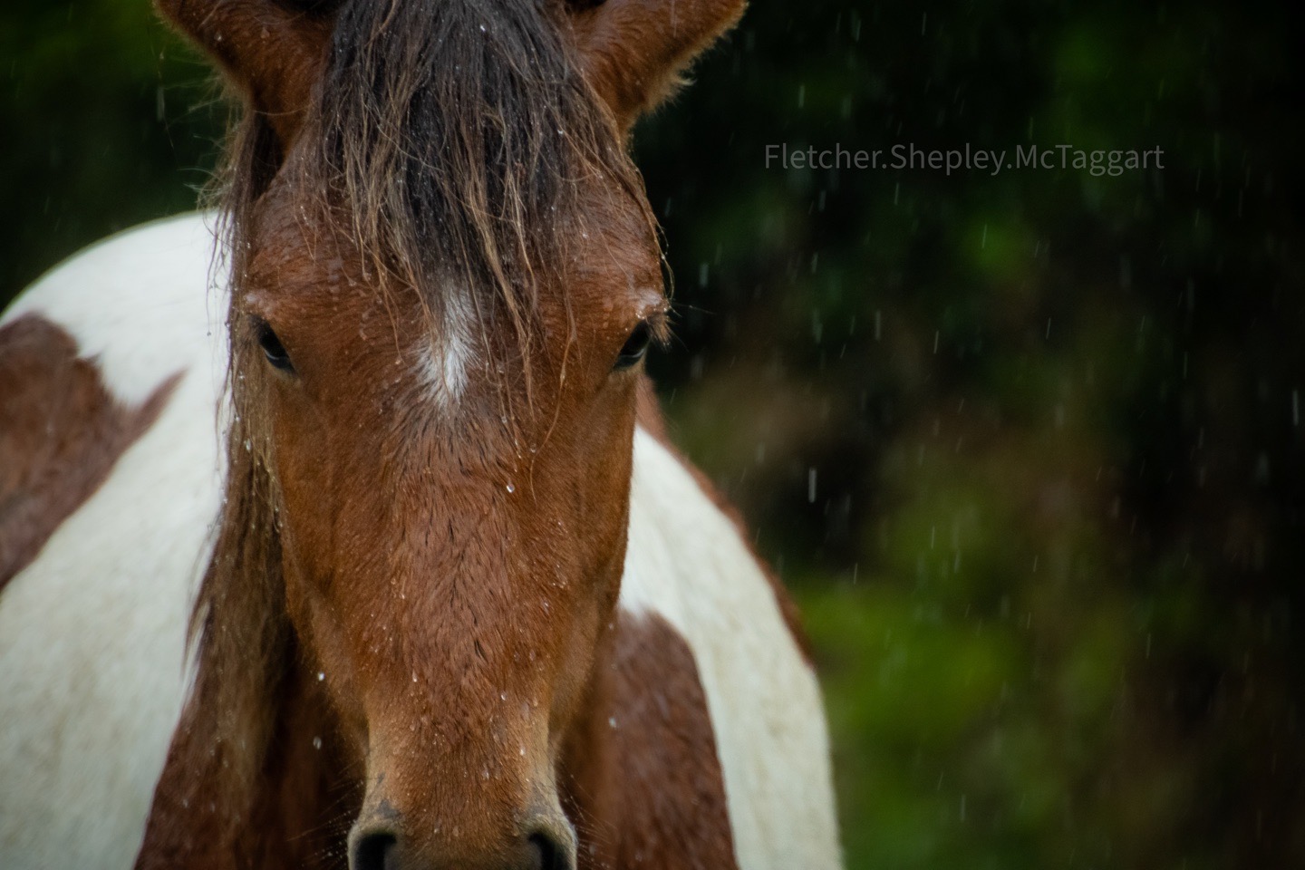 A pinto horse meets the camera's gaze through falling rain.
