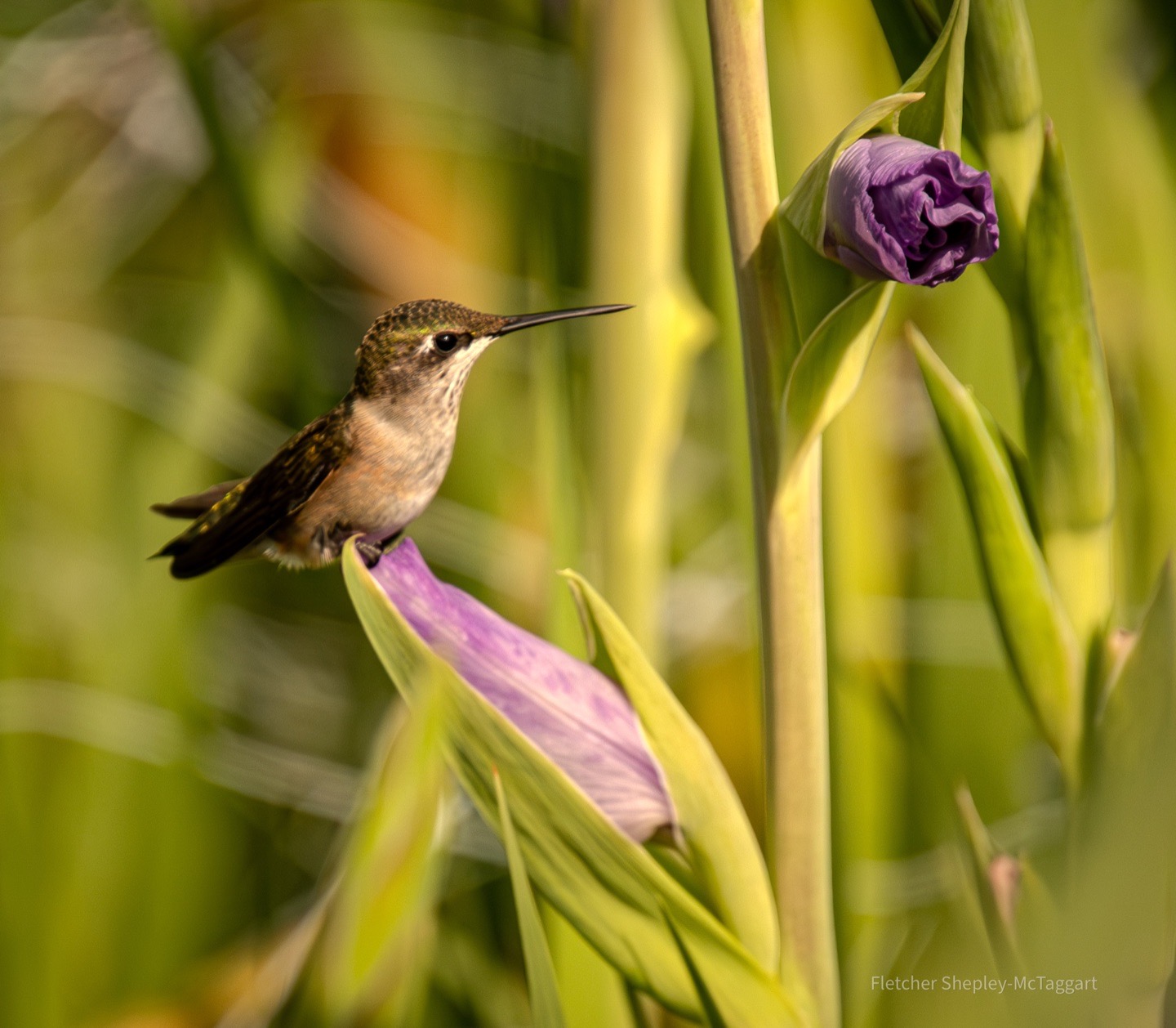A hummingbird hovers beside a purple bud in warm light.
