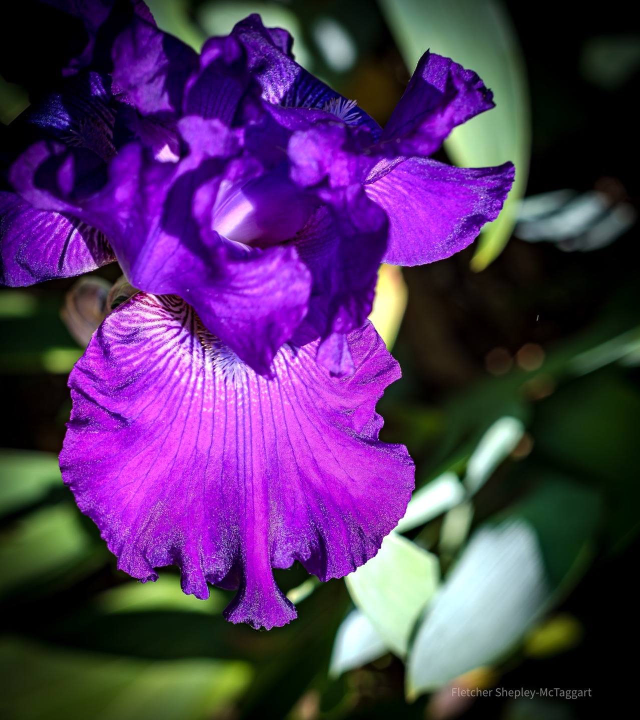 A saturated purple iris fills the frame in a close botanical portrait.