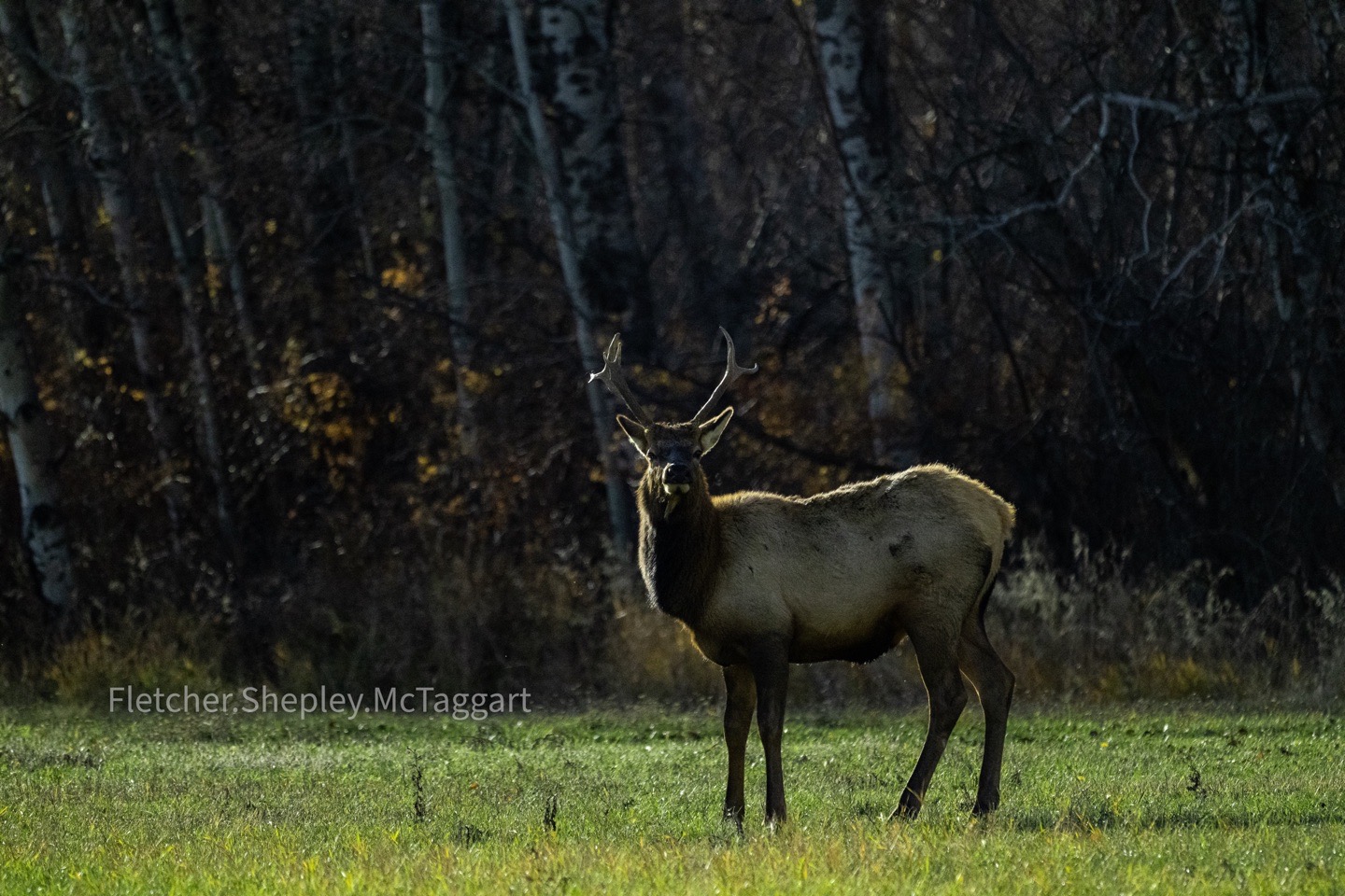 A bull elk stands in a meadow, rim-lit against a dark stand of trees.