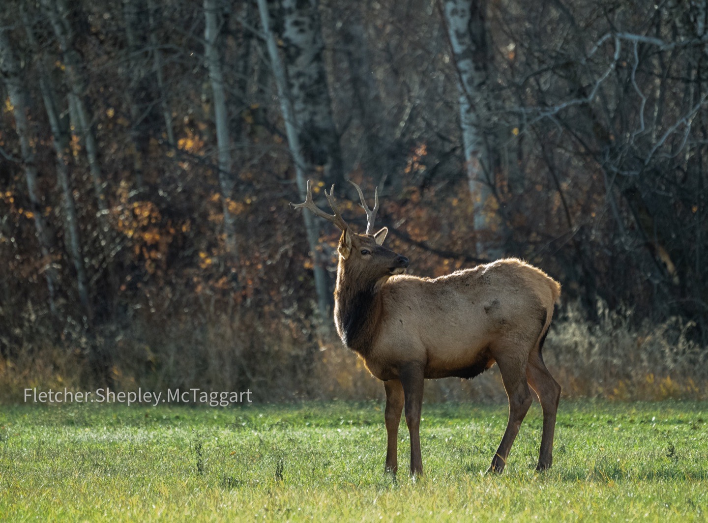 A side-lit elk stands in a restrained field against dark timber.