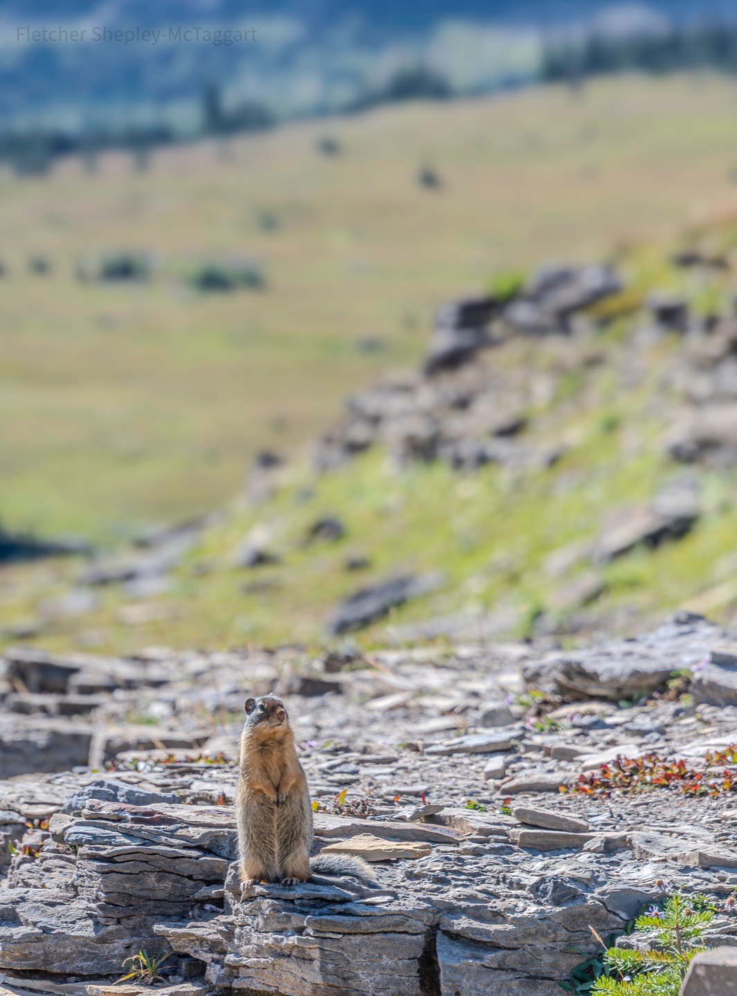A small mammal sits within a broad, rocky landscape.