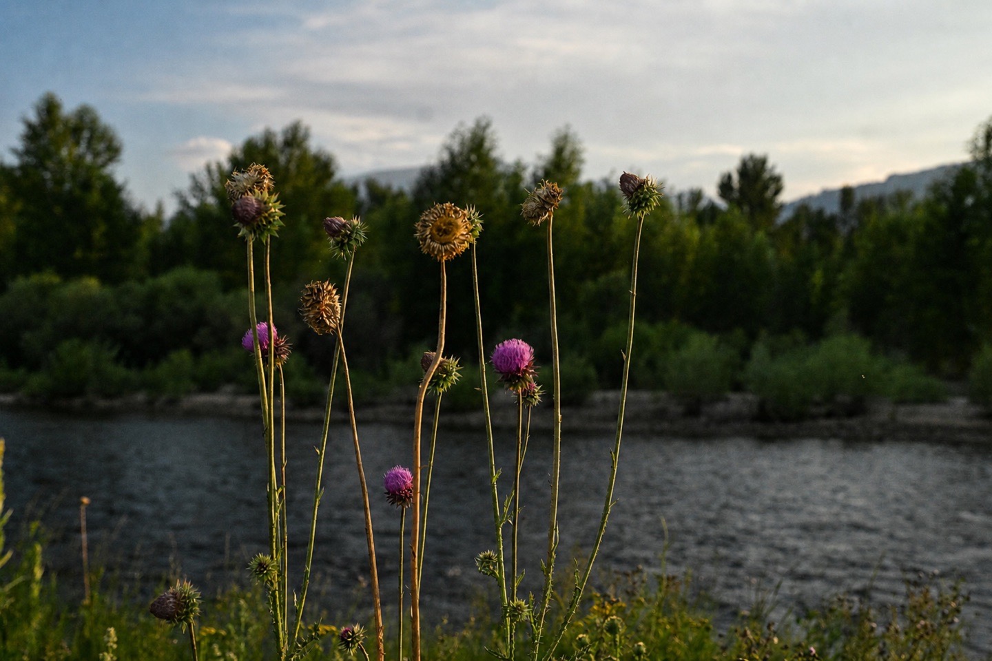 Tall purple thistles catch warm evening light beside a Montana river.