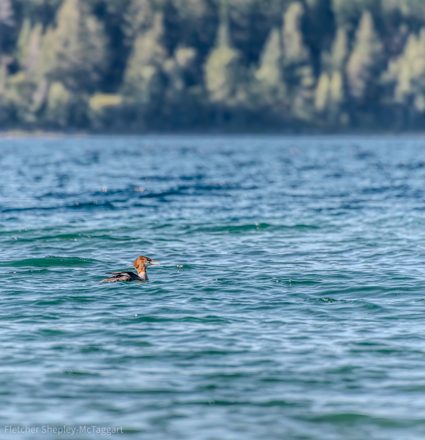 A small waterbird drifts across a broad field of turquoise water.