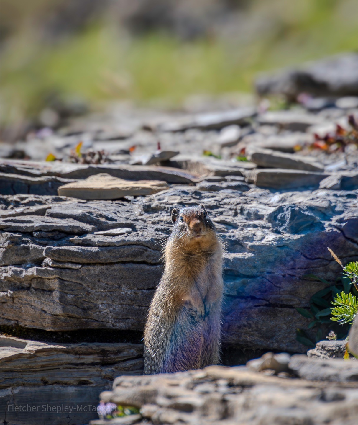 A small mammal watches from between layers of gray stone.